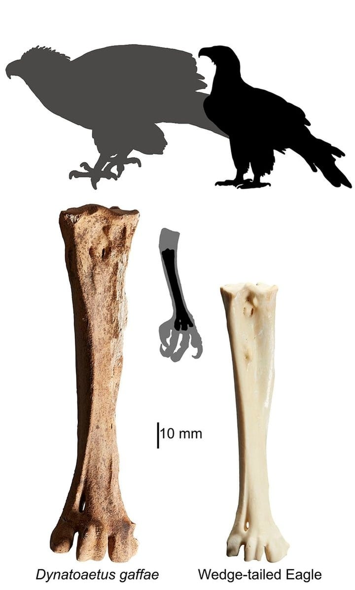 A la izquierda, uno de los huesos encontrados del Gaff Eagle.