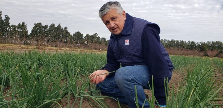 Ignacio Paunero, ingeniero agrónomo INTA, controlando cultivos de cebolla.