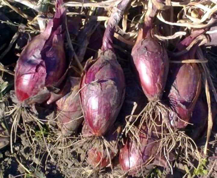 La cebolla "paula"púrpura y más alargada, también fue generada por mestizaje, en el INTA.